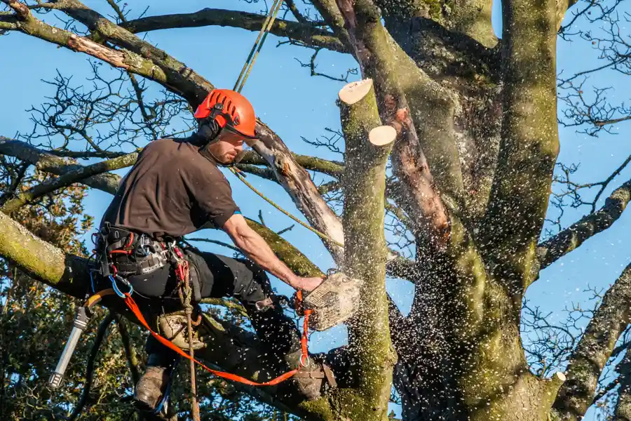 Your Reliable Tree Expert in North Baltimore, OH