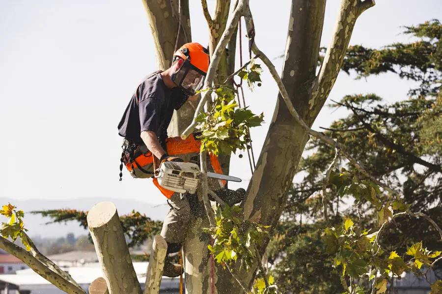 Tree Maintenance Tree Maintenance