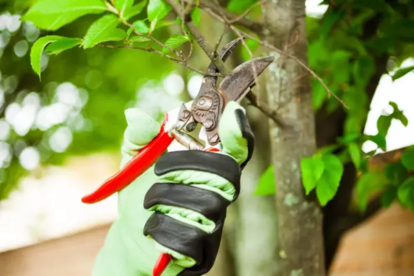 Tree Pruning Services Tree Pruning Services
