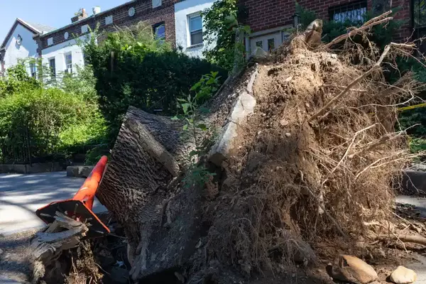 Tree Stump Removal Tree Stump Removal