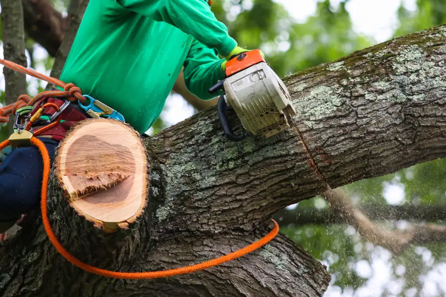 Experienced Tree Trimming Service North Baltimore, OH