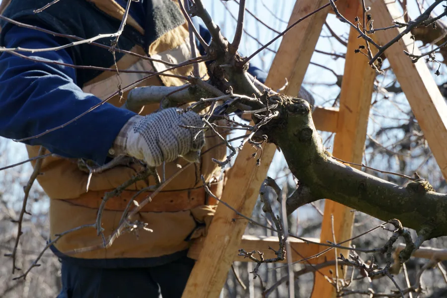 Expert Tree Pruning Services North Baltimore, OH