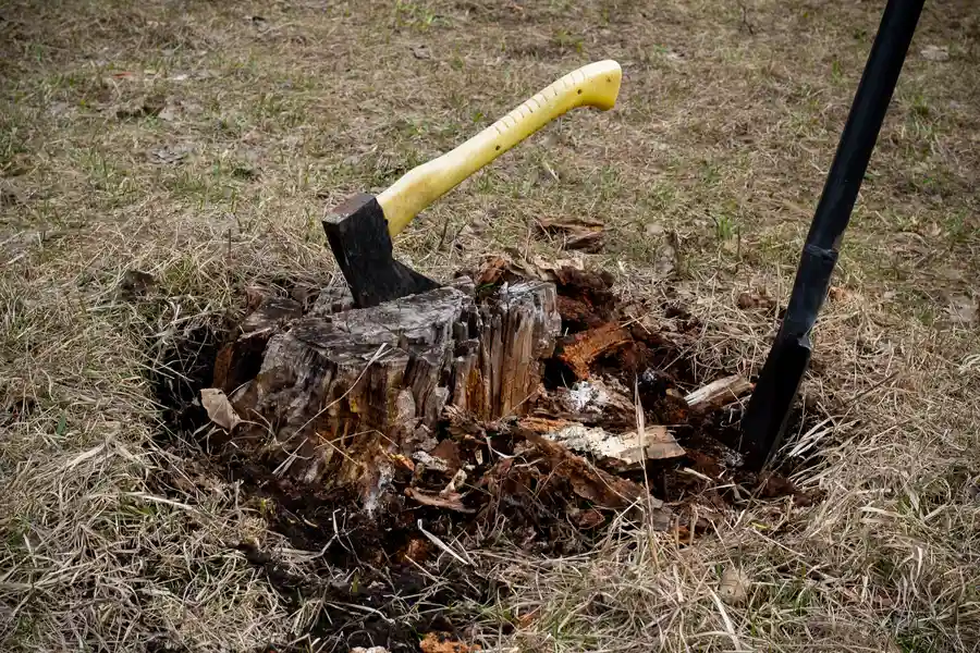 How Tree Stump Removal Increases Property Value And Safety North Baltimore, OH