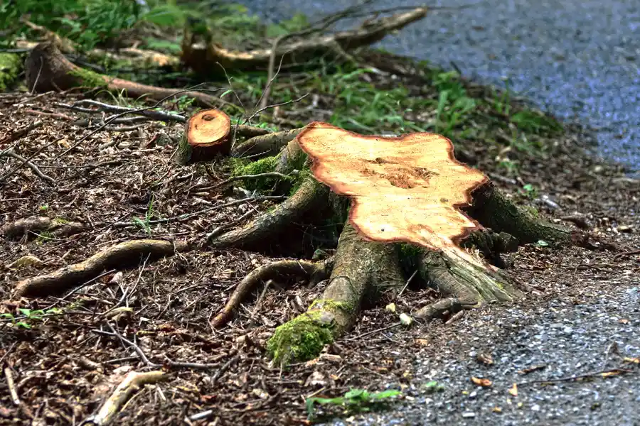 How Tree Stump Removal Increases Property Value And Safety in North Baltimore, OH