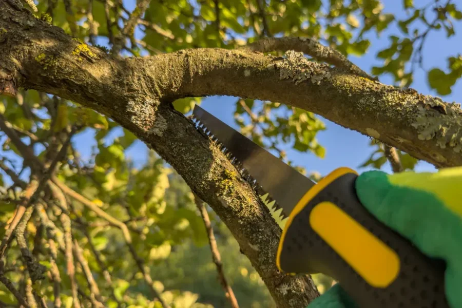 Premium Tree Trimming Service North Baltimore, OH