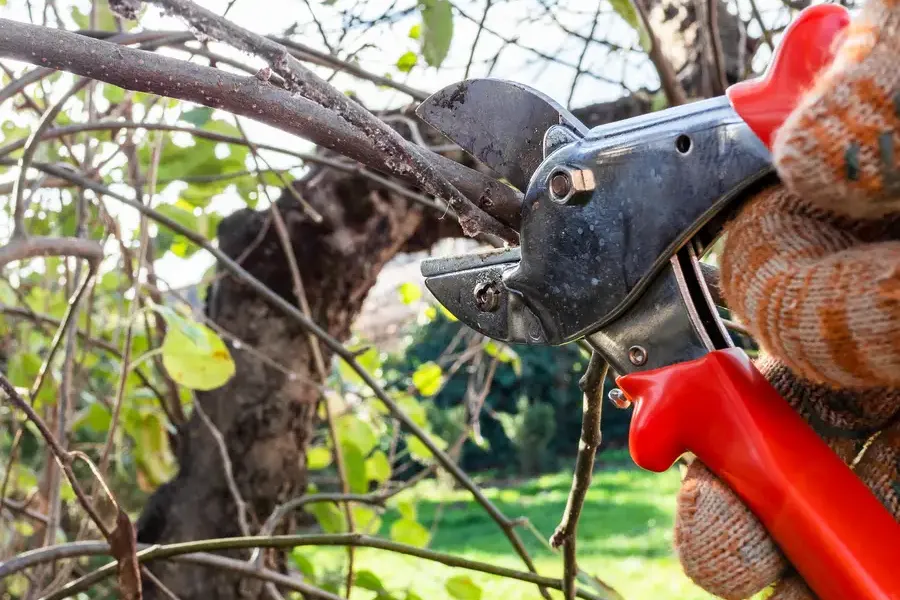 Professional Tree Pruning Services North Baltimore, OH