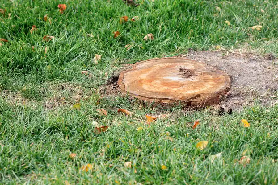 Quality Stump Grinding North Baltimore, OH
