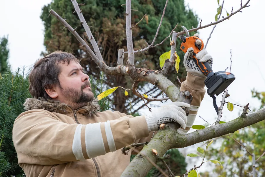 Superior Tree Pruning Services North Baltimore, OH