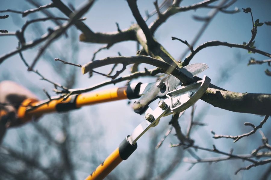 The Importance Of Timely Tree Pruning For Homeowners in North Baltimore, OH