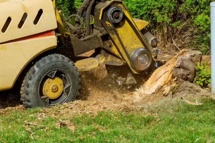 What To Expect From A Professional Stump Grinding Service North Baltimore, OH