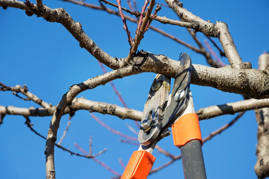 What You Need To Know About Tree Pruning For Storm Protection North Baltimore, OH