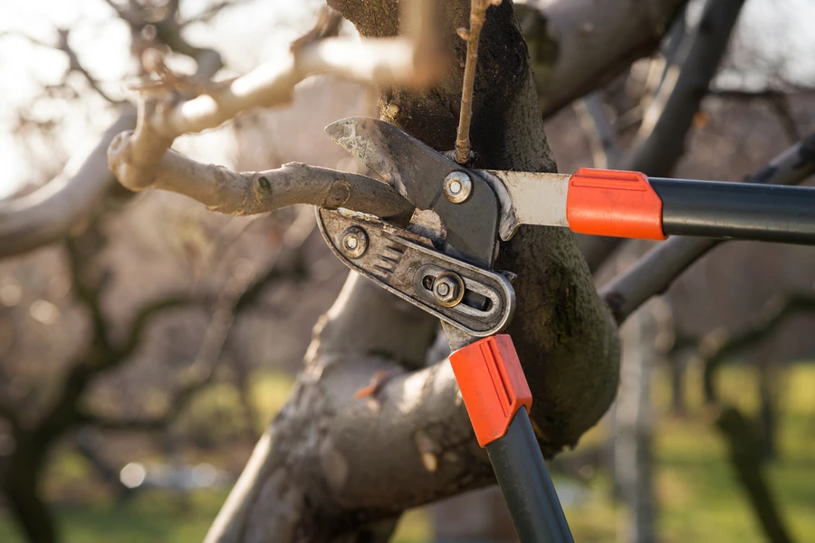 What You Need To Know About Tree Pruning For Storm Protection in North Baltimore, OH